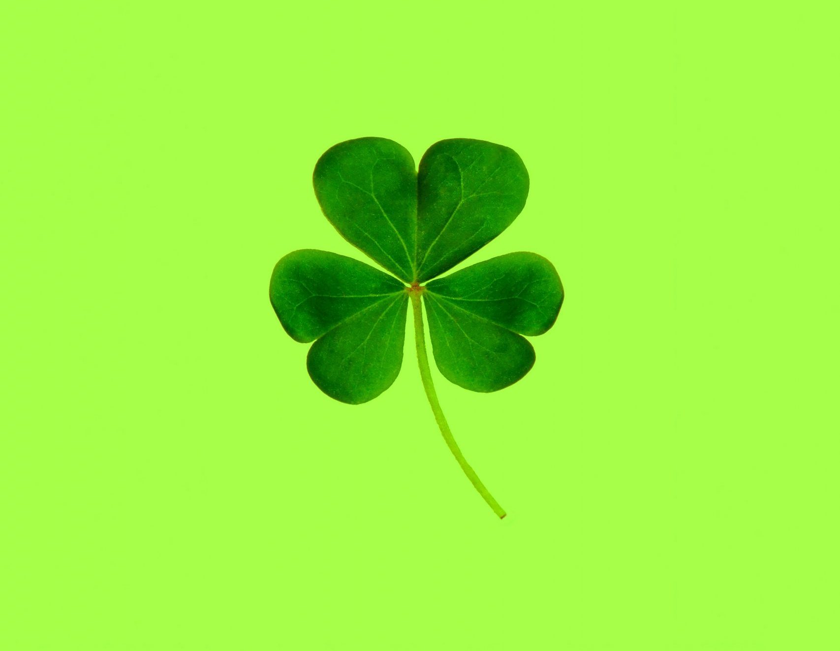 Trèfle à quatre feuille pour montrer qu'être prospecté peut être une opportunité